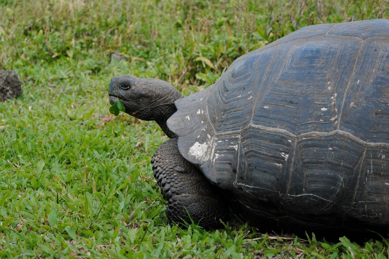 This Galápagos Giant Tortoise didn&#039;t mind us interrupting its meal.